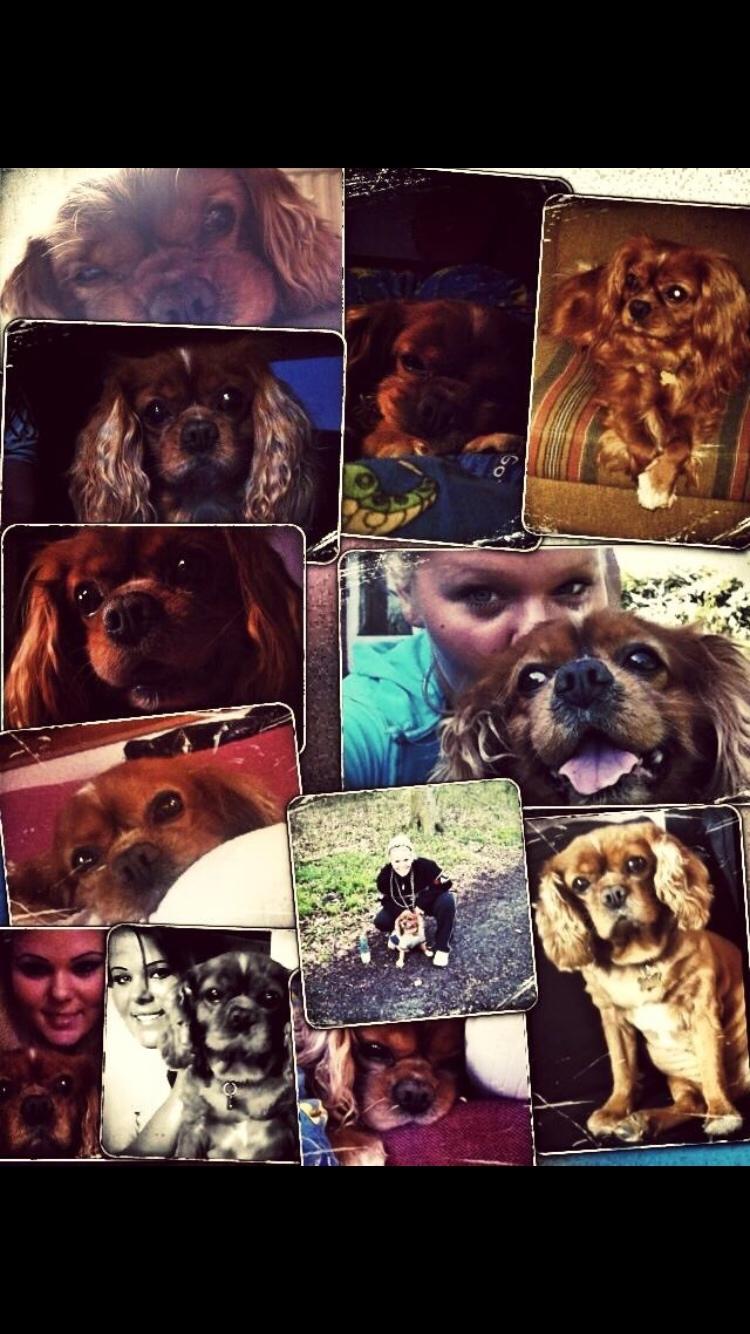 Cavalier king charles spaniel Ilvis Laban Elvis billede 1