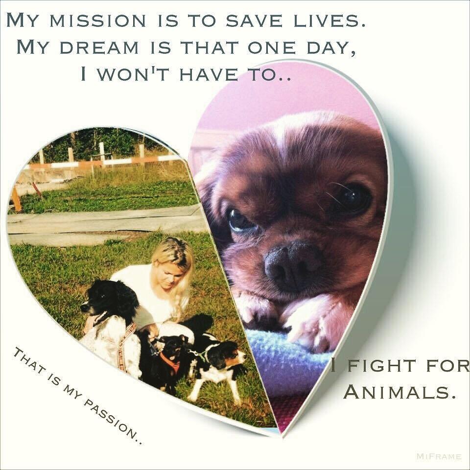 Cavalier king charles spaniel Ilvis Laban Elvis billede 5