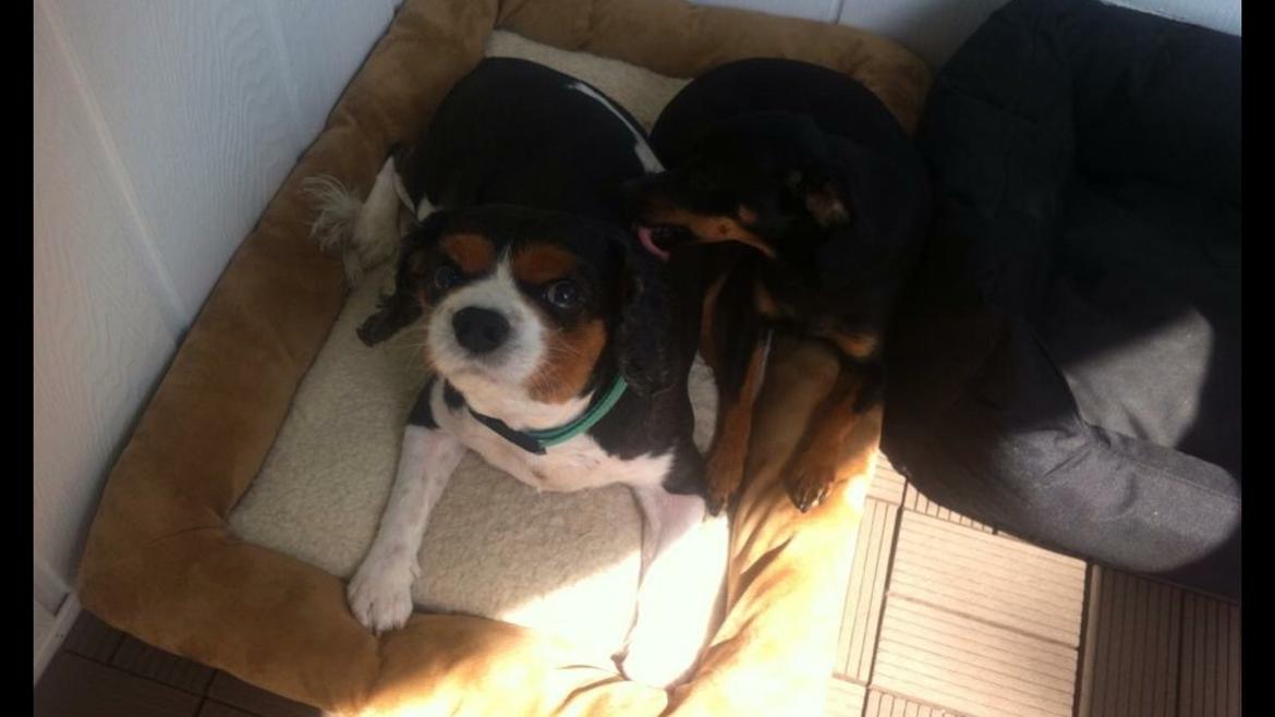 Cavalier king charles spaniel Anton billede 1