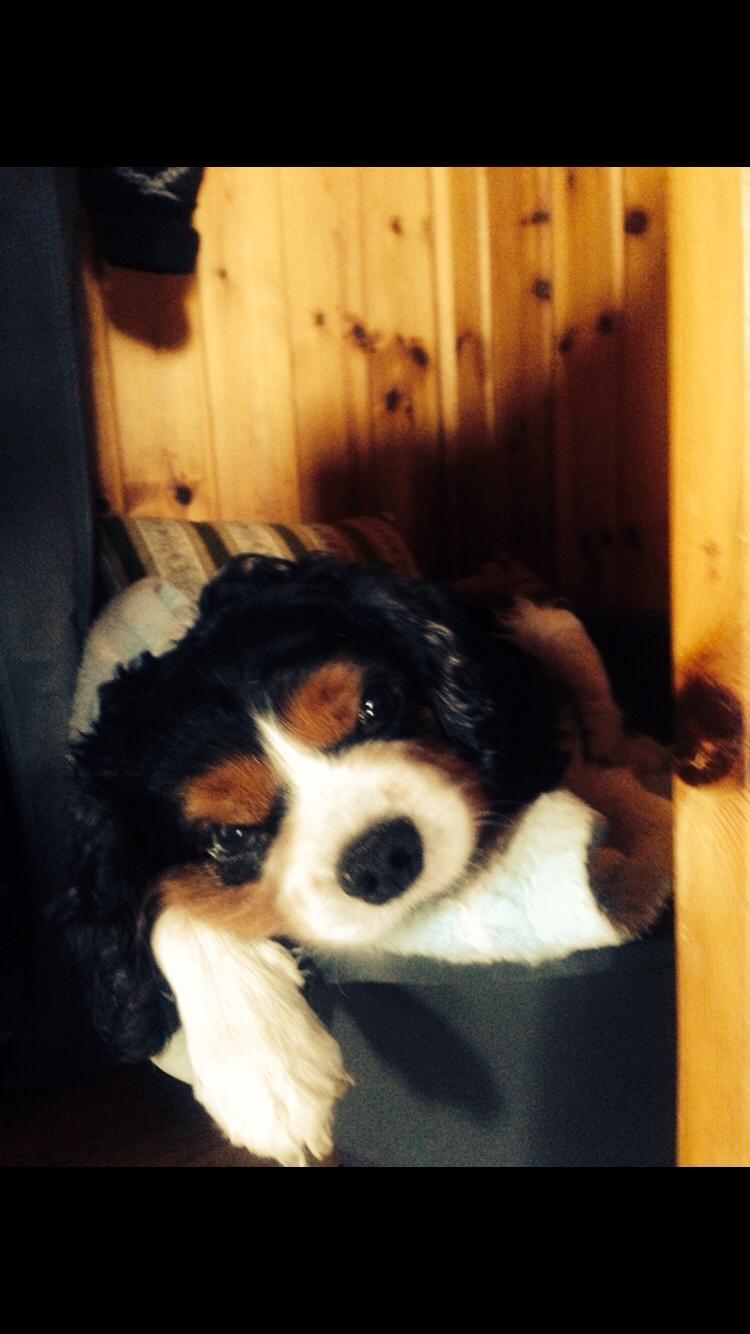 Cavalier king charles spaniel Anton billede 3