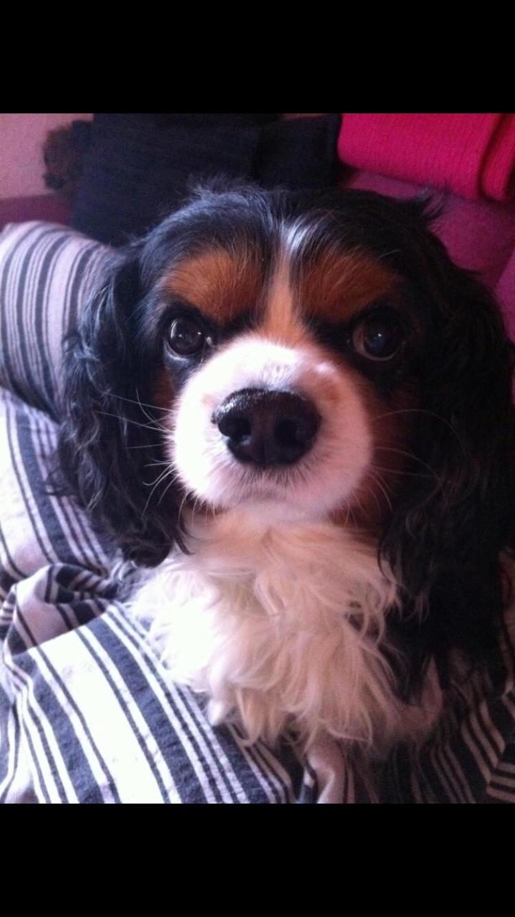Cavalier king charles spaniel Anton billede 2