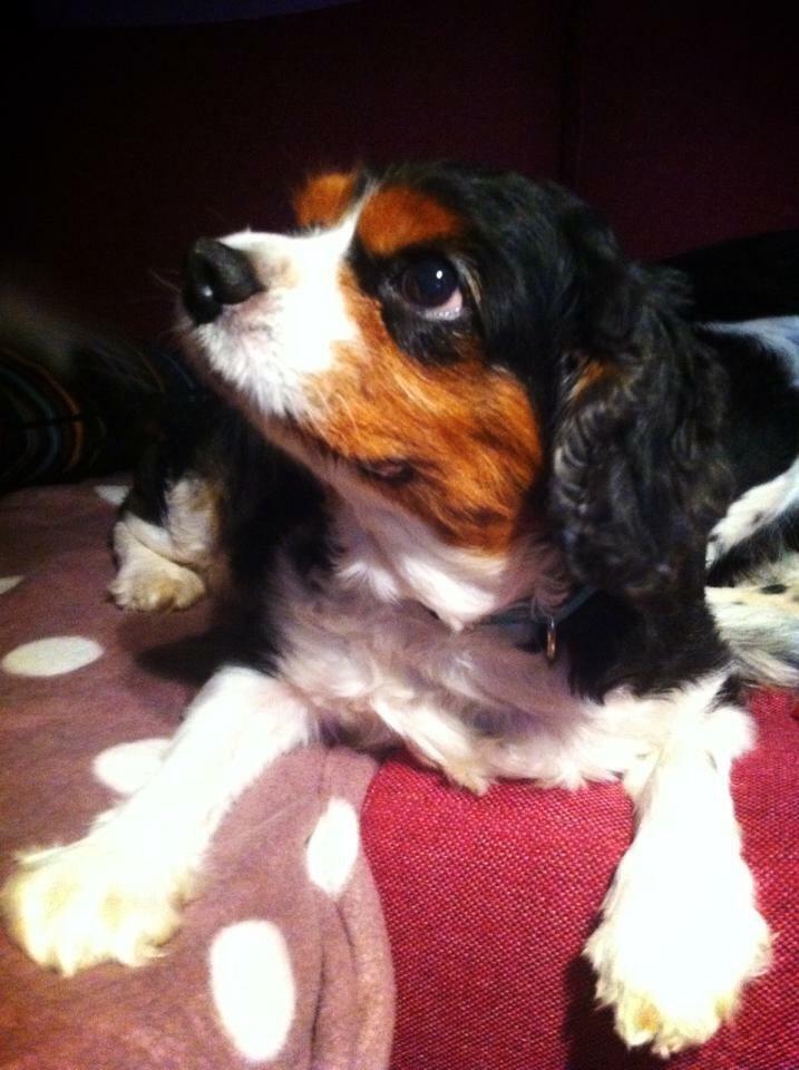 Cavalier king charles spaniel Anton billede 5