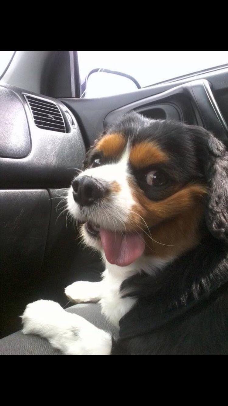 Cavalier king charles spaniel Anton billede 4