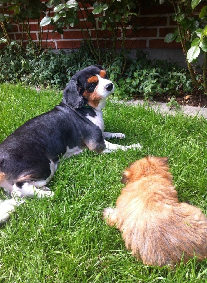 Cavalier king charles spaniel Anton billede 6