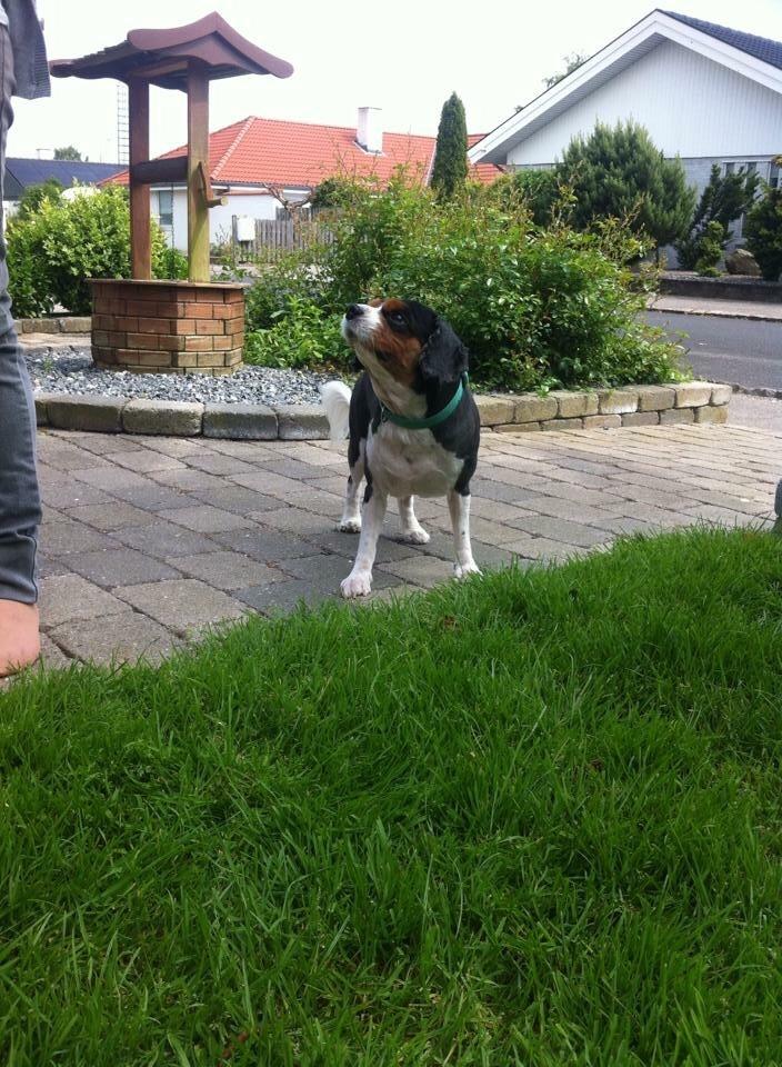Cavalier king charles spaniel Anton billede 7