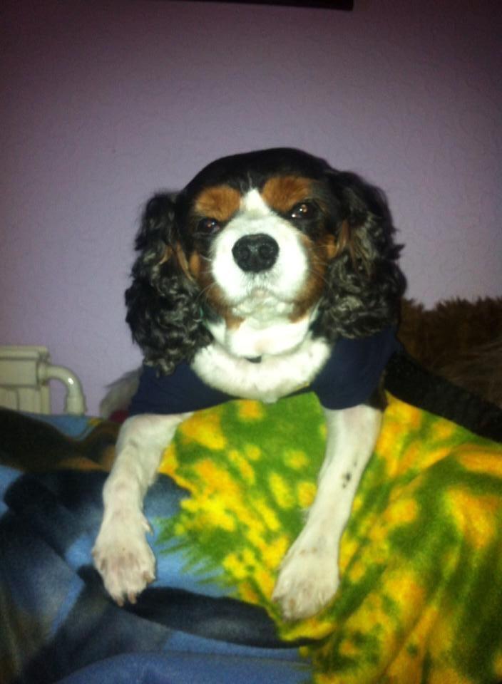 Cavalier king charles spaniel Anton billede 9