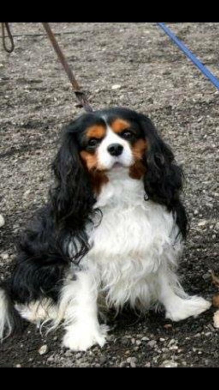 Cavalier king charles spaniel Anton billede 8