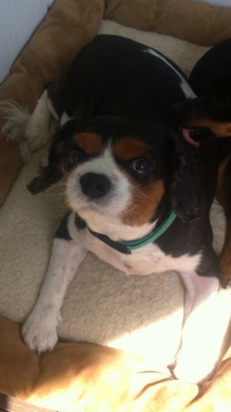 Cavalier king charles spaniel Anton billede 10