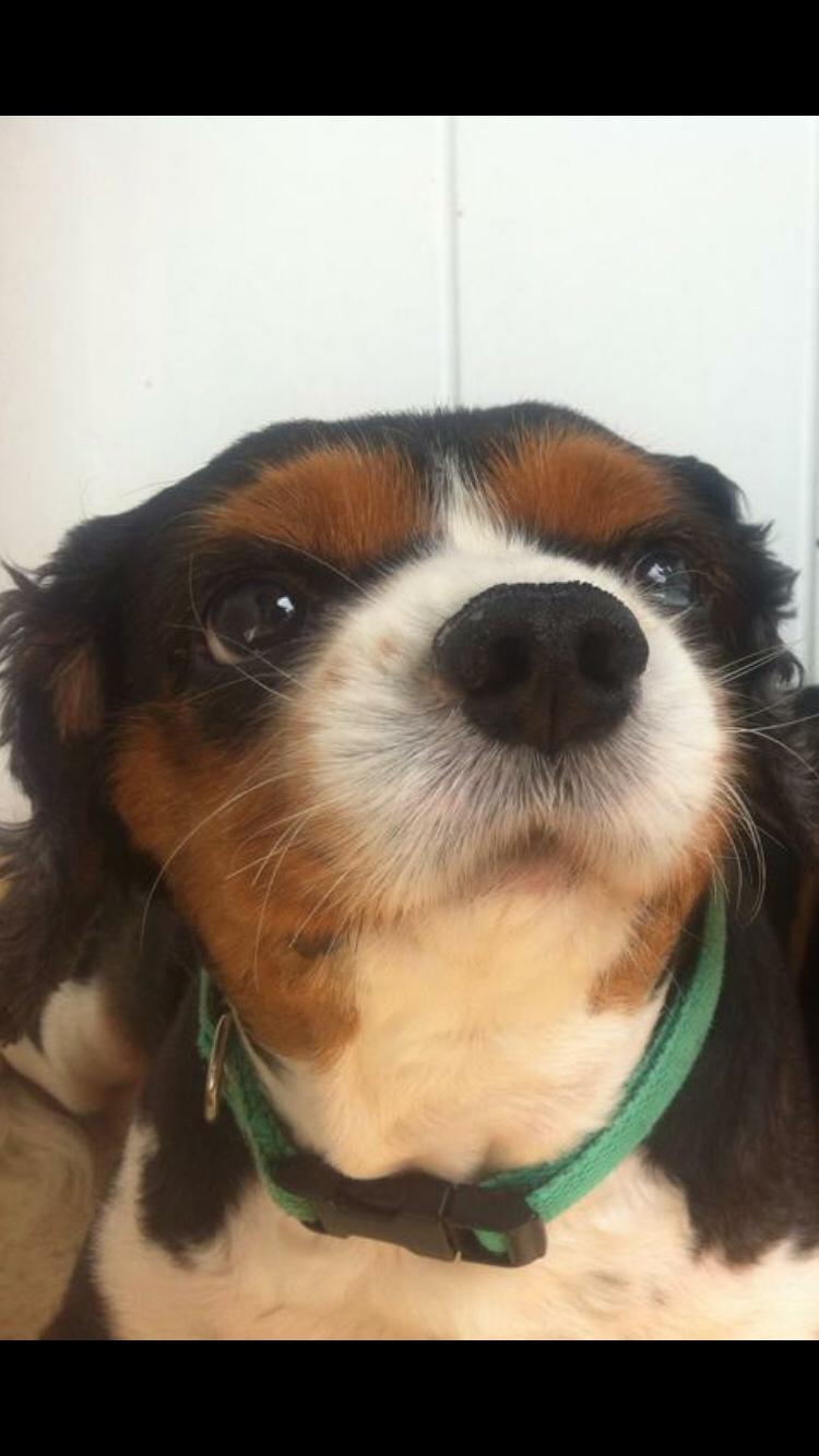 Cavalier king charles spaniel Anton billede 11