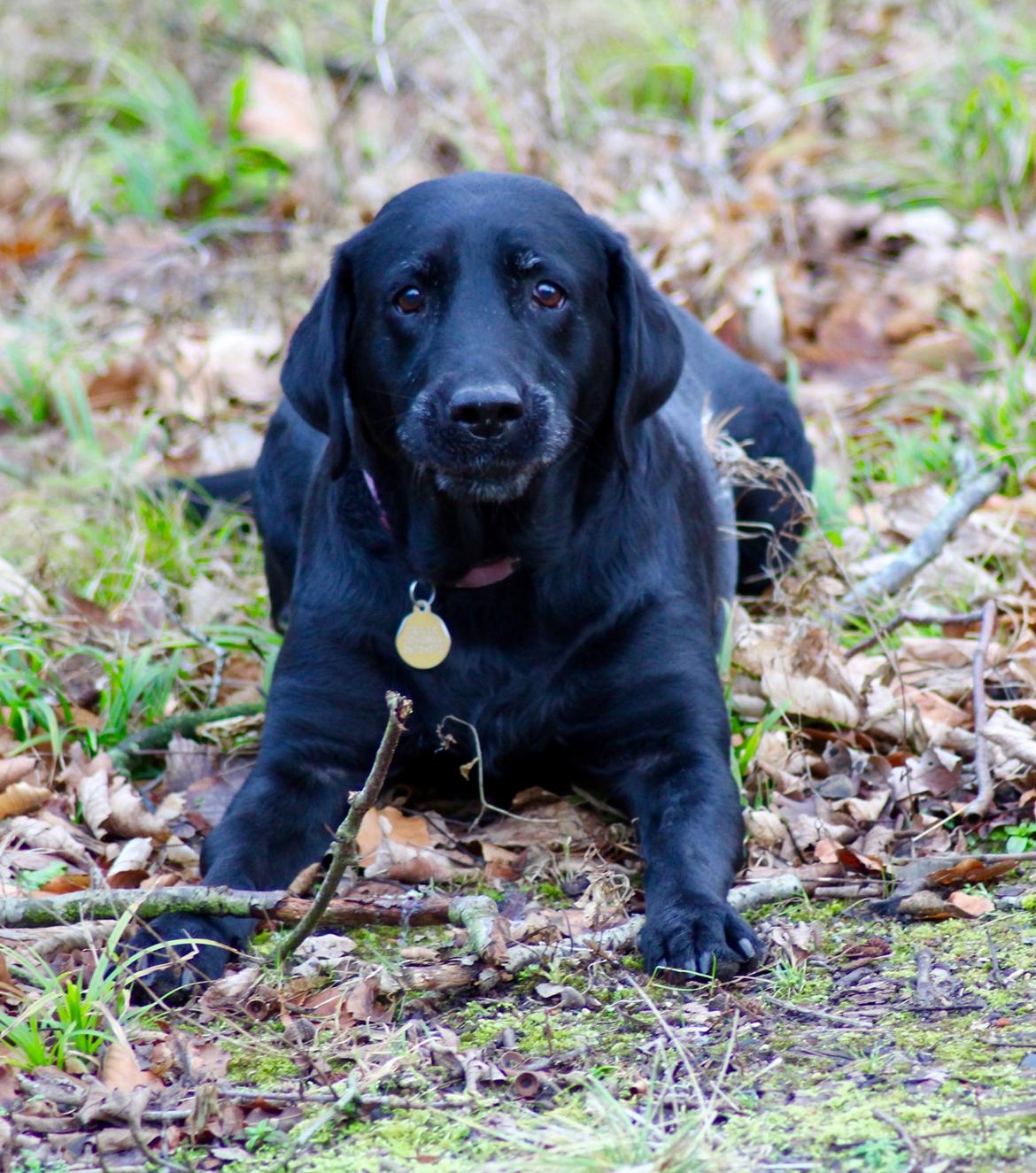 Labrador retriever Eshøjs Trille - 18. 21. januar 2017  billede 18