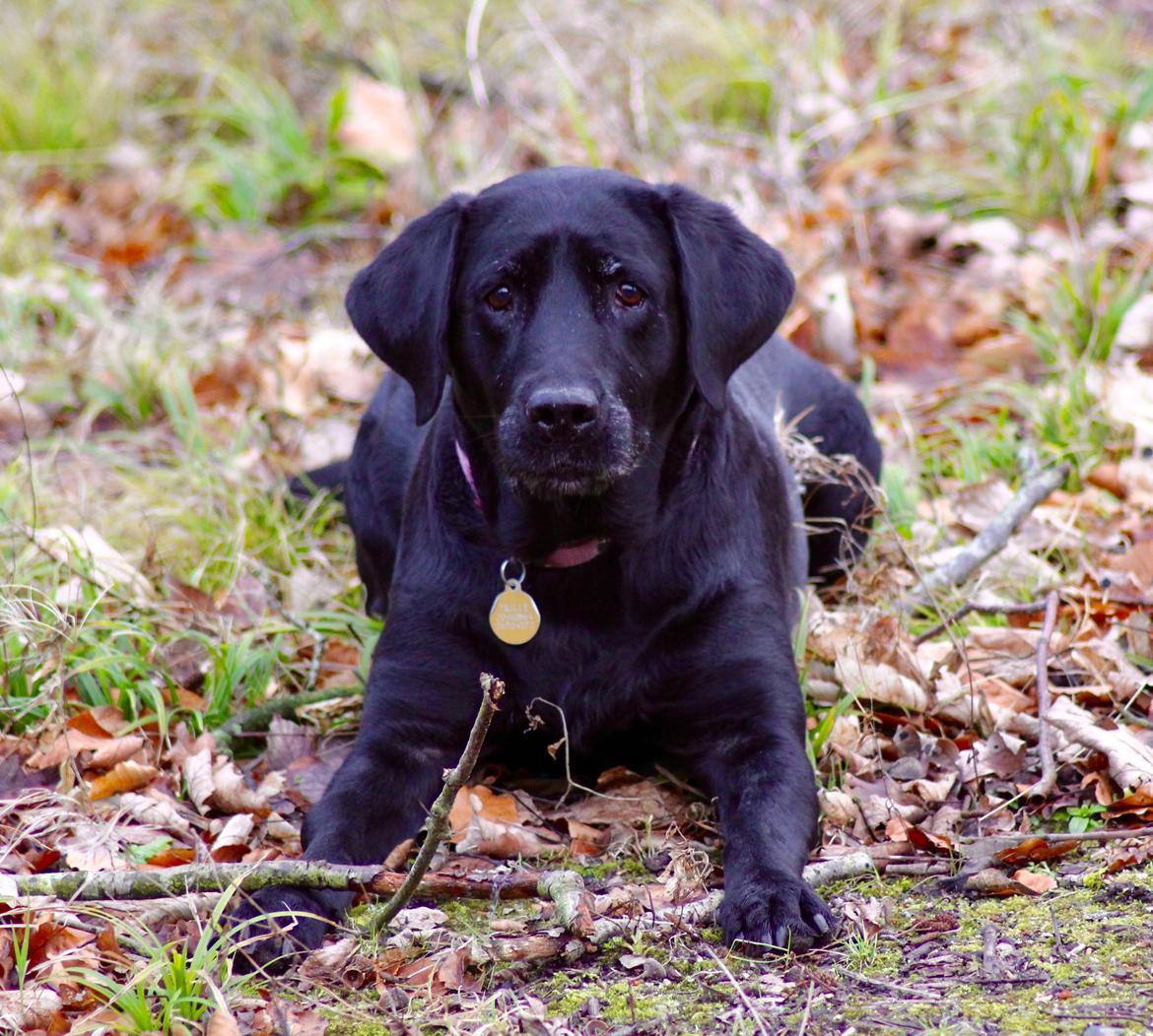 Labrador retriever Eshøjs Trille - 9. 21. januar 2017 billede 9