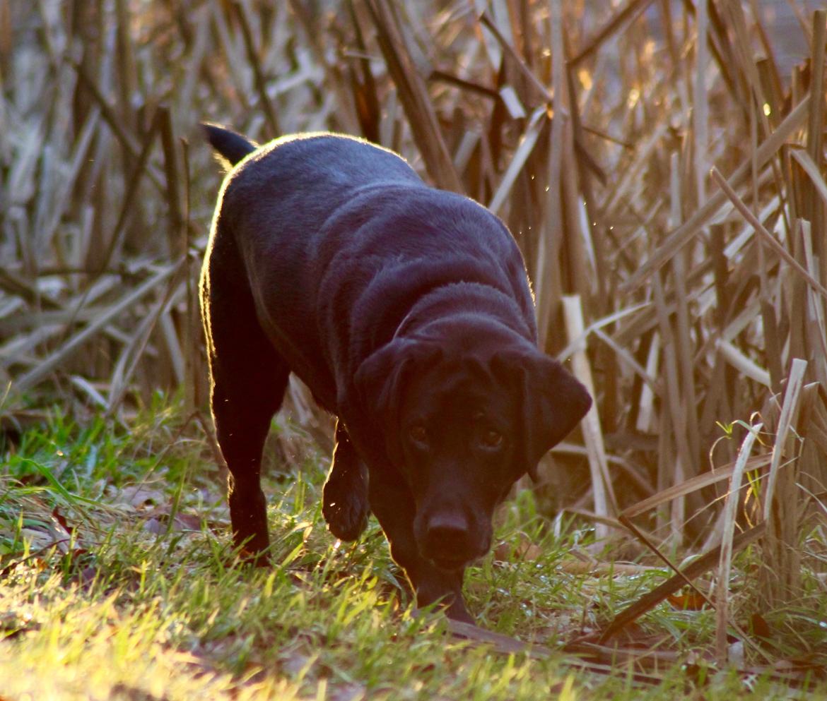 Labrador retriever Eshøjs Trille - 24. 21. januar 2017 billede 24