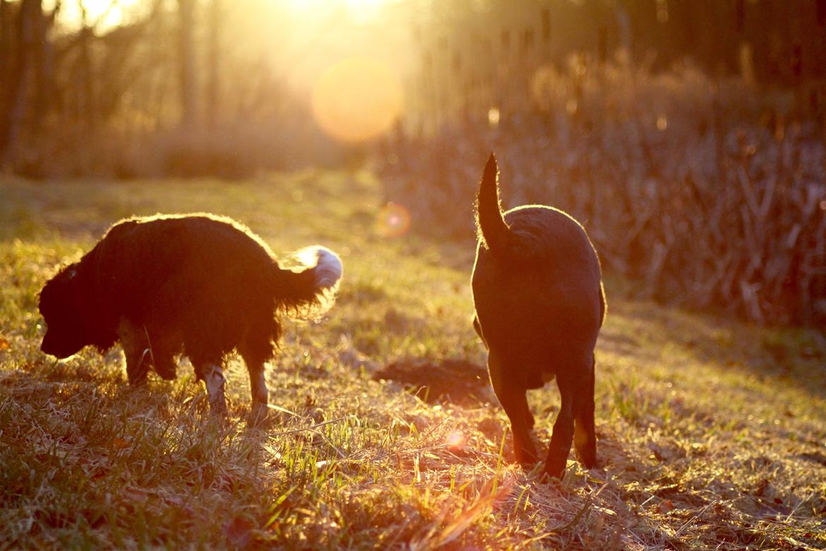 Labrador retriever Eshøjs Trille - 26. Trille og Cleo på skovtur. 21. januar 2017 billede 26