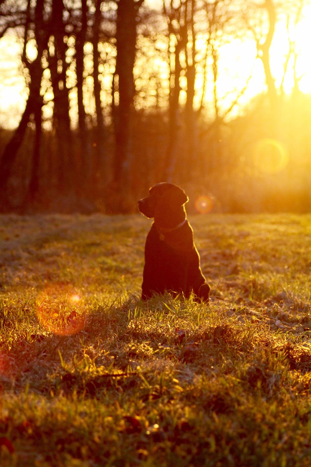 Labrador retriever Eshøjs Trille - 27. 21. januar 2017 billede 27