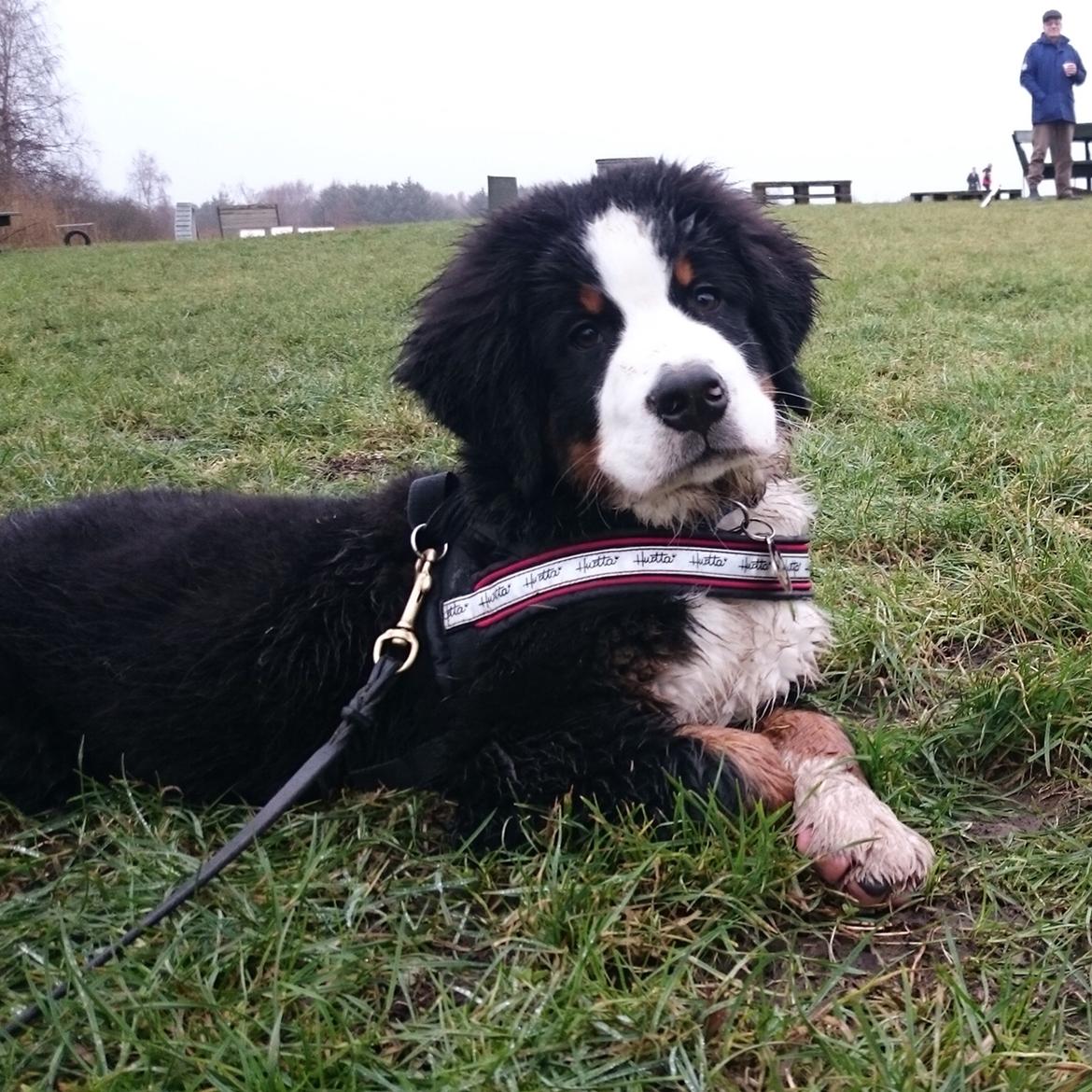 Berner sennenhund Lady Xiera's Teddy Bear (Leopold)  - Dagen efter en udstilling be like: billede 34