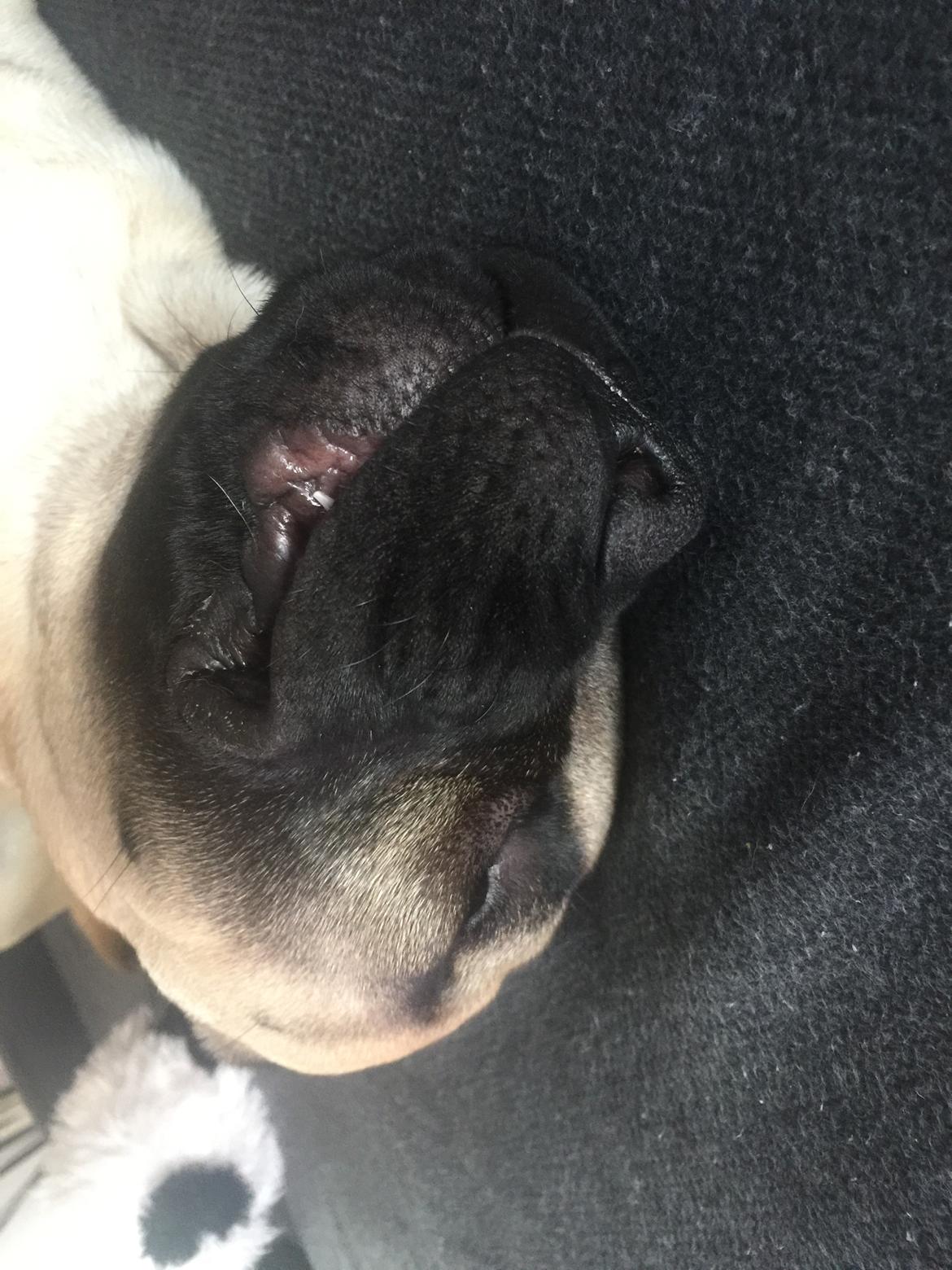 Bullmastiff Pablo billede 13