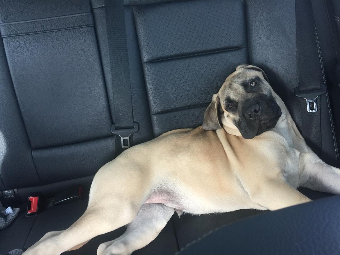 Bullmastiff Pablo billede 10