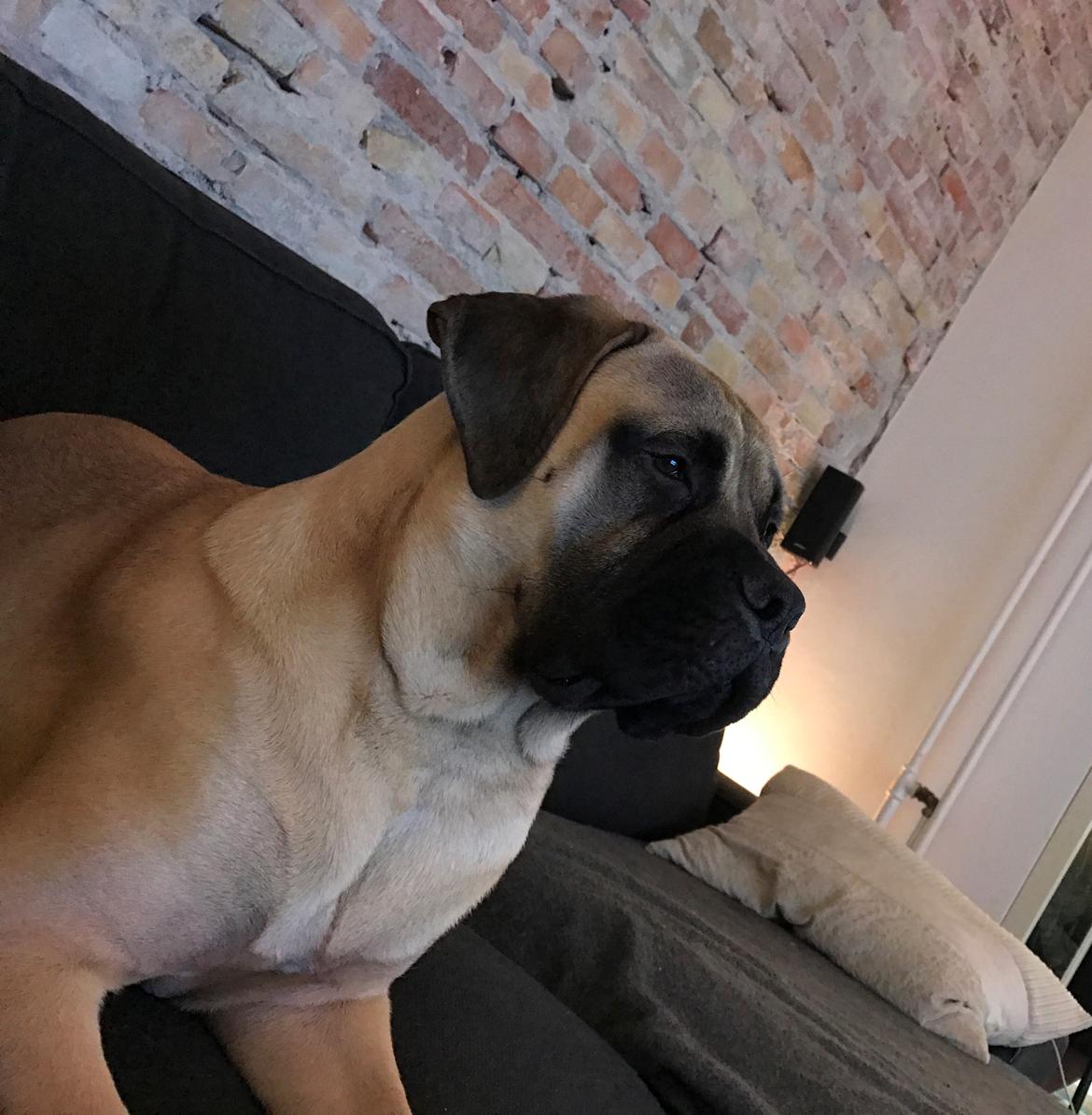 Bullmastiff Pablo billede 20