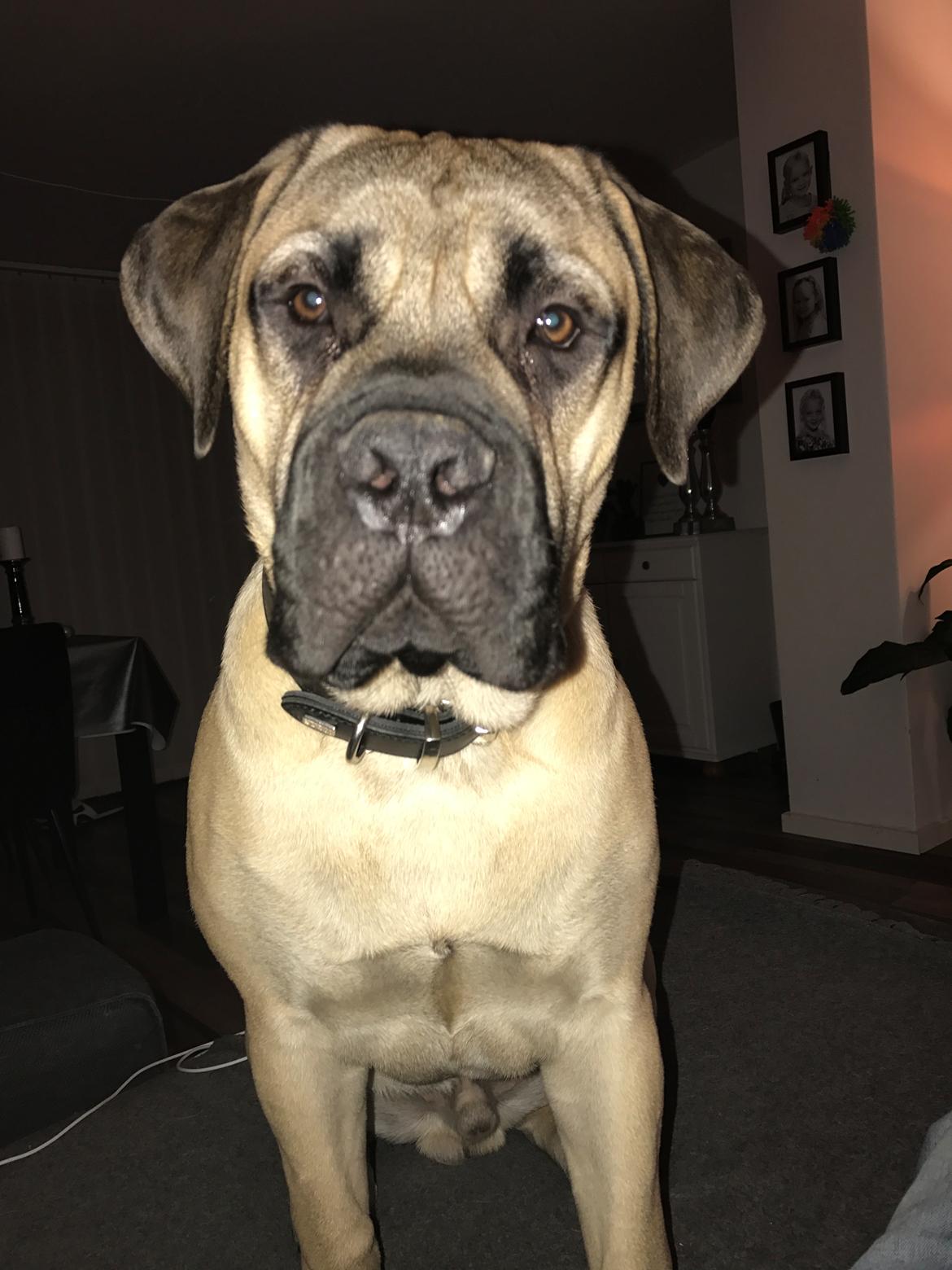 Bullmastiff Pablo billede 17