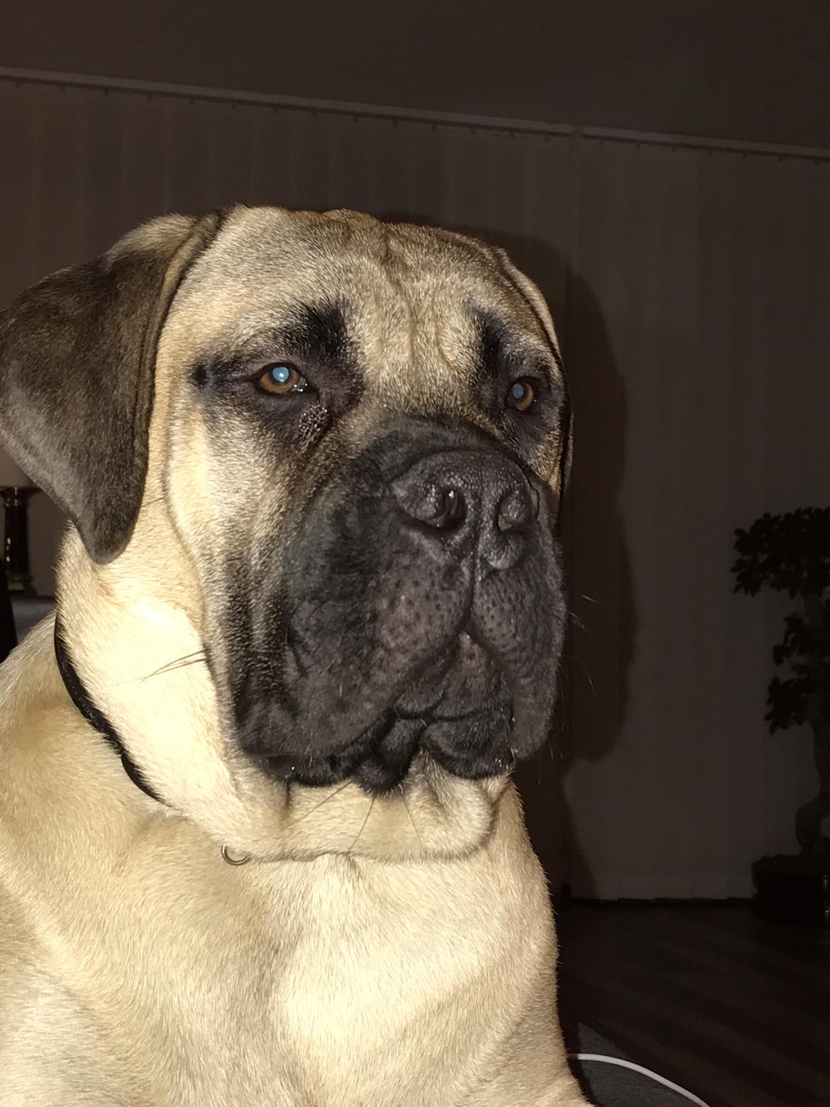 Bullmastiff Pablo billede 1