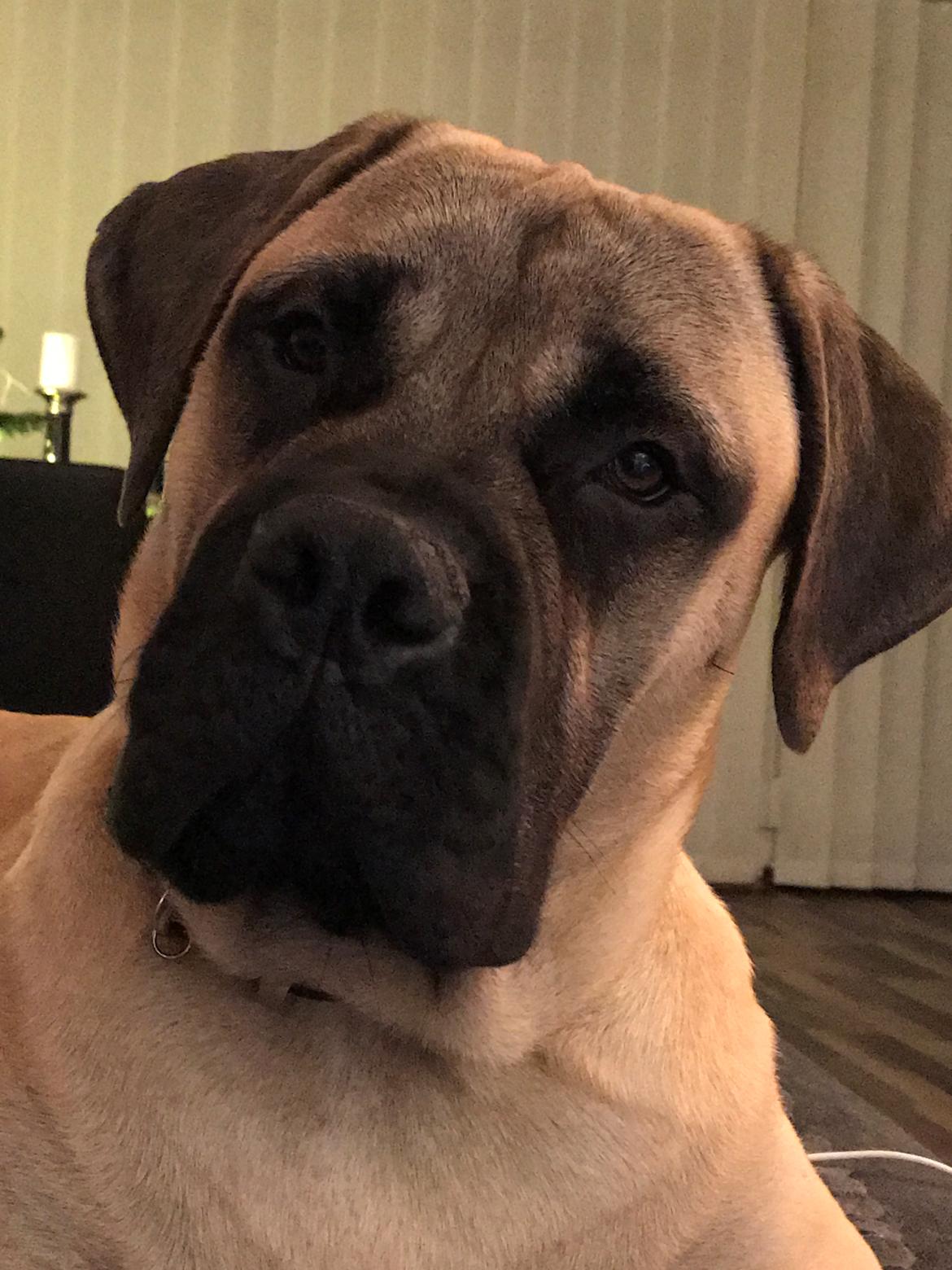 Bullmastiff Pablo billede 16