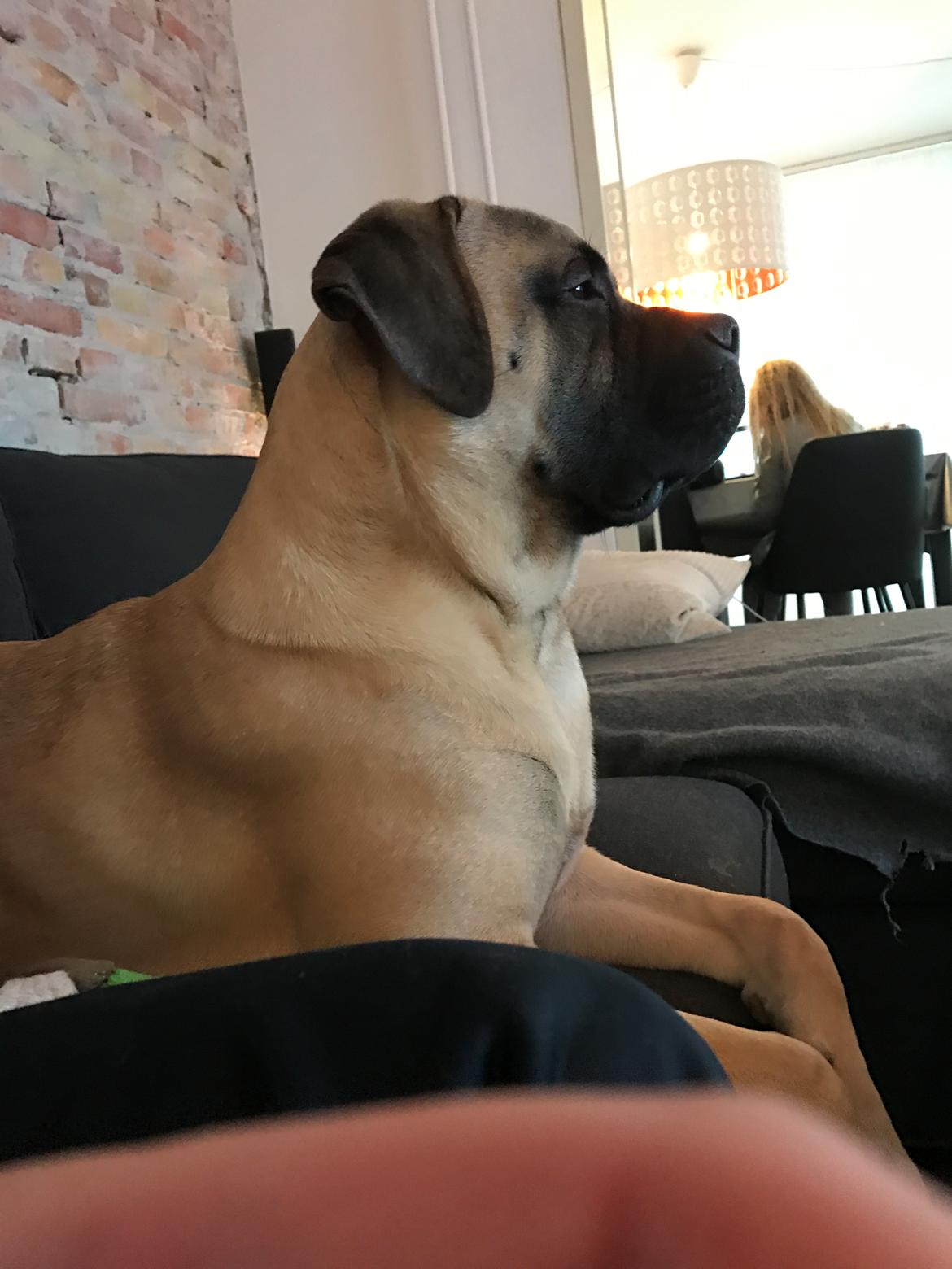 Bullmastiff Pablo billede 21