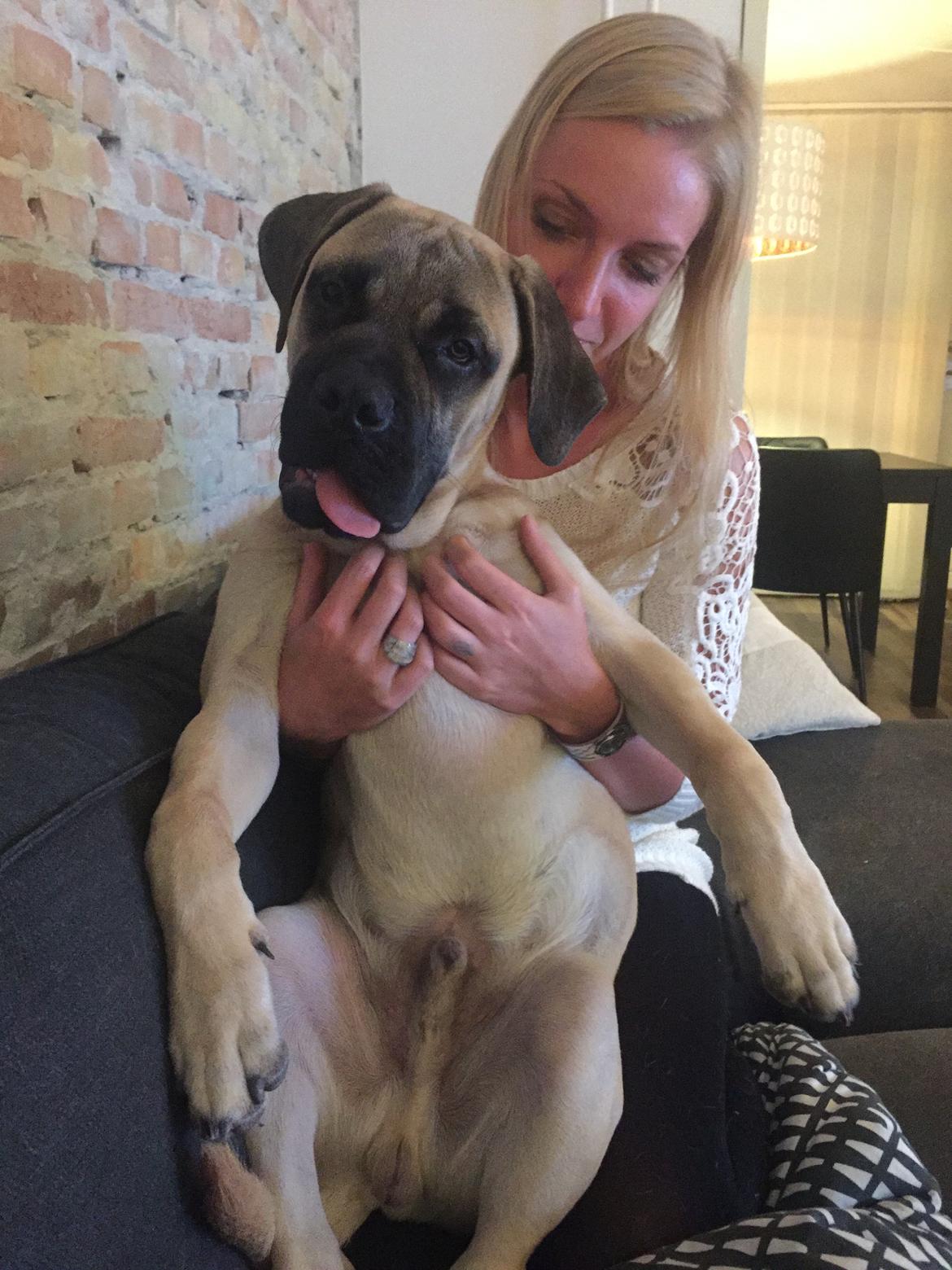 Bullmastiff Pablo billede 14