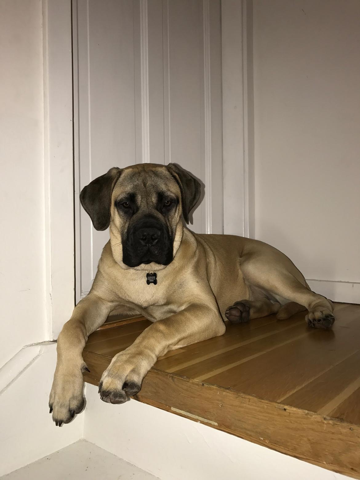 Bullmastiff Pablo billede 18