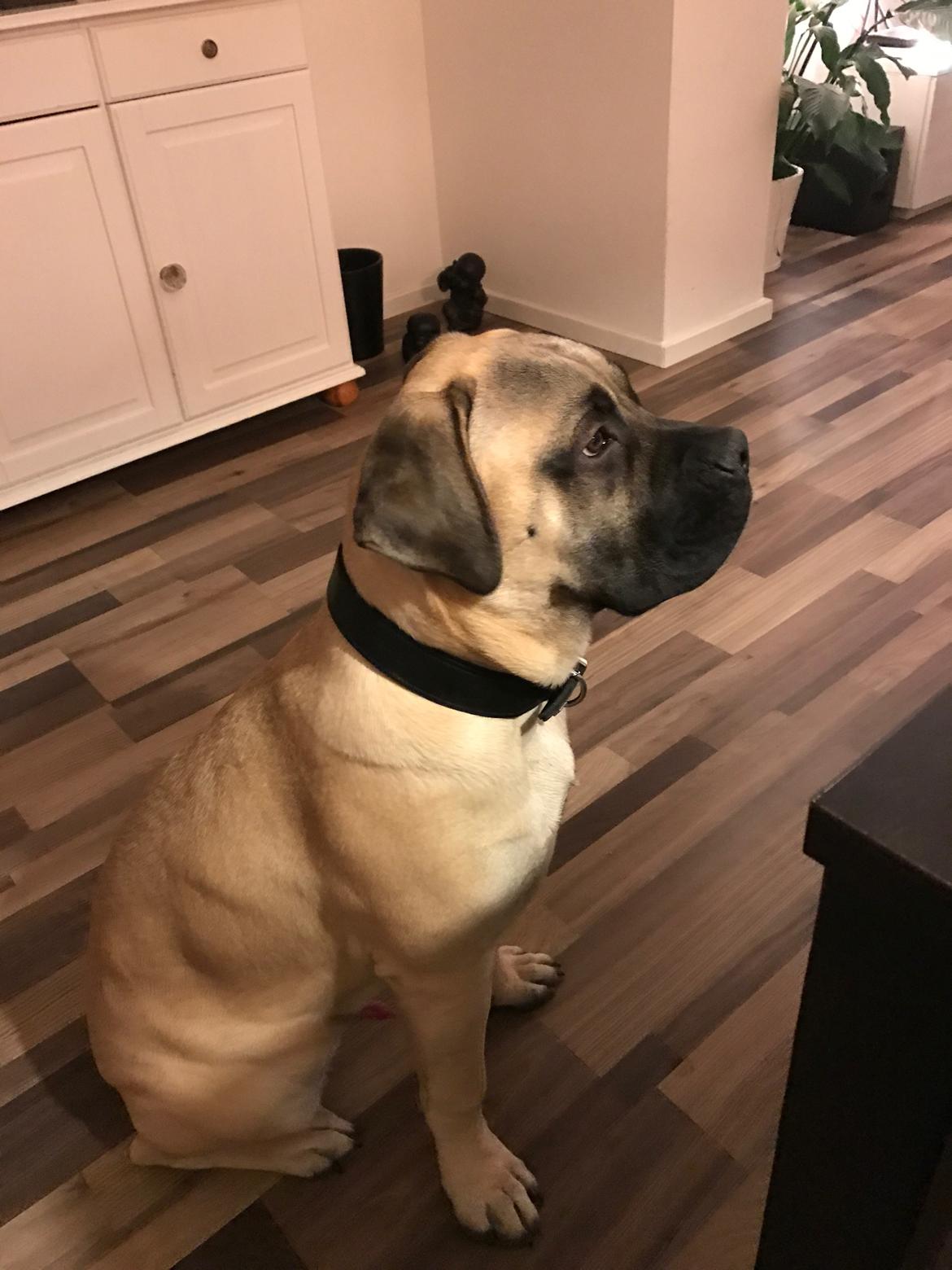 Bullmastiff Pablo billede 19