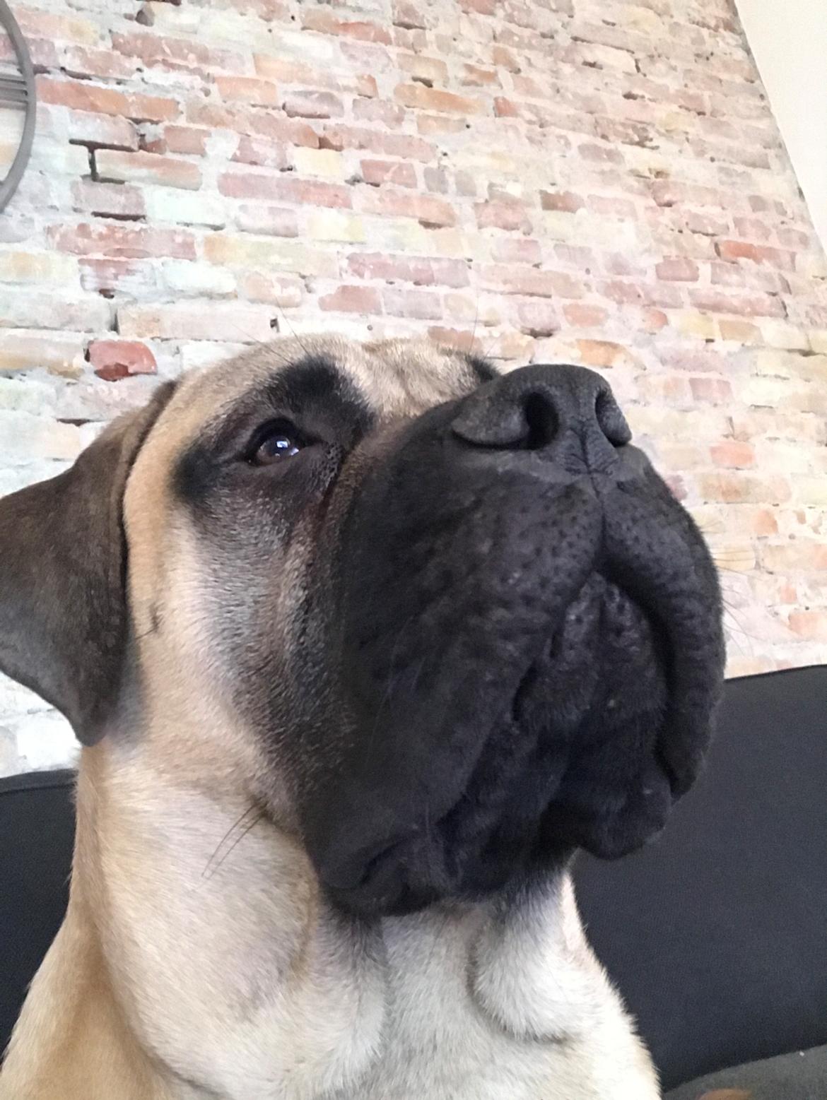 Bullmastiff Pablo billede 22