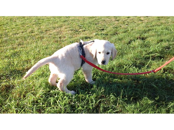 Golden retriever Max - På vej hjem fra videbæk, Herning billede 1