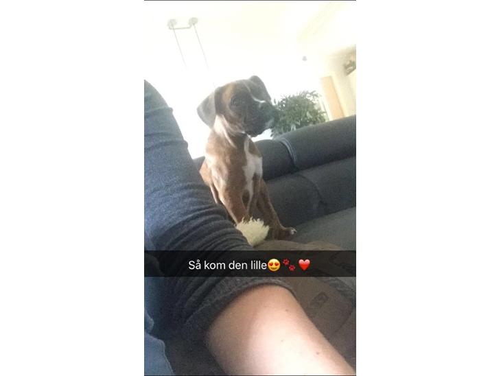 {{currentPhoto.altText}} billede {{currentPhoto.number}}