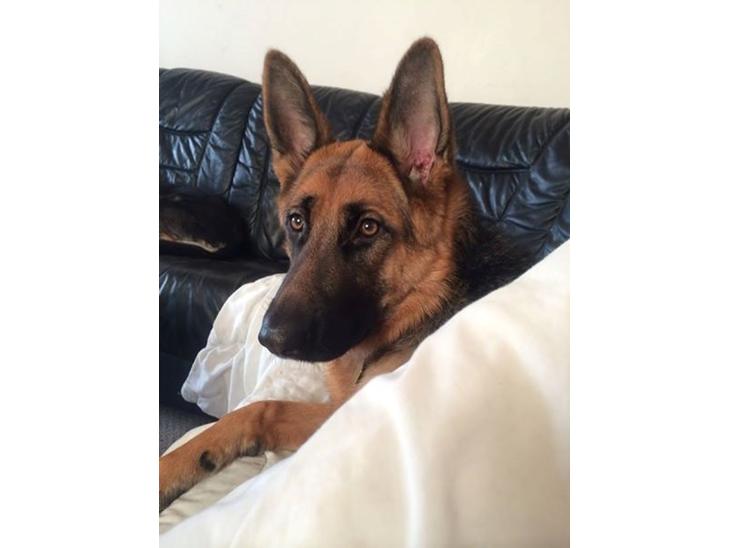 Schæferhund wupti r.i.p billede 0