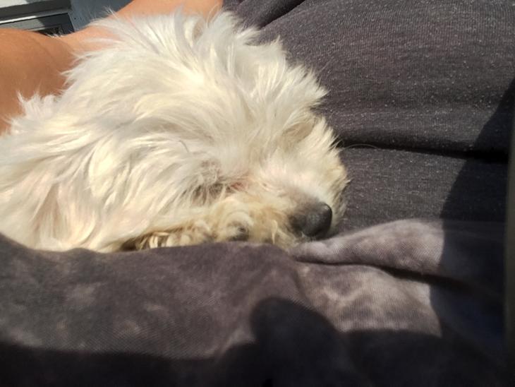 {{currentPhoto.altText}} billede {{currentPhoto.number}}