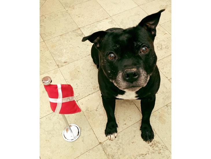 {{currentPhoto.altText}} billede {{currentPhoto.number}}