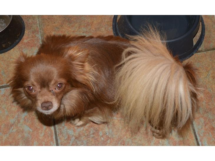 {{currentPhoto.altText}} billede {{currentPhoto.number}}