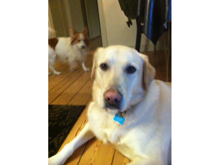 {{currentPhoto.altText}} billede {{currentPhoto.number}}