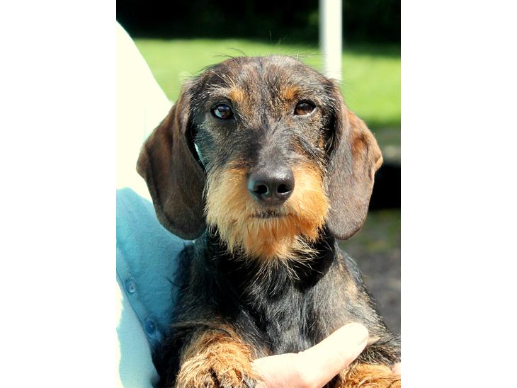 {{currentPhoto.altText}} billede {{currentPhoto.number}}