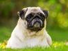 Mops Monirentes Rabiola *kaldes Mopse*