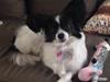 Papillon Berta