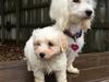 Coton de tulear Casanova