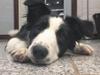Border collie Chase