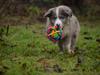 Border collie Chic Coral Sunshine Valmar