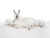 Hvid Schweizisk Hyrdehund Ayla HOTWS