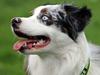 Australian shepherd Tamburengas Buckingham Palace
