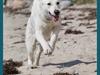 Hvid Schweizisk Hyrdehund BeDaBlanco Crazy Conrad