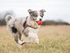 Border collie Chloe lights up like a sunshine valmar