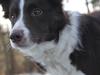 Border collie Pi