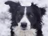 Border collie Tanya