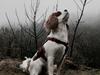 Cavalier king charles spaniel Zika